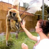 MESTO SPIŠSKÁ NOVÁ VES: ZOO SNV / Gibon bieloruký