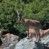 ZOO KOŠICE: 