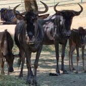 ZOO KOŠICE: 