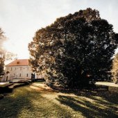 MESTO BOJNICE: 700-ročná Lipa kráľa Mateja