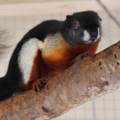Košický kraj: Veverica malajská, ZOO Košice